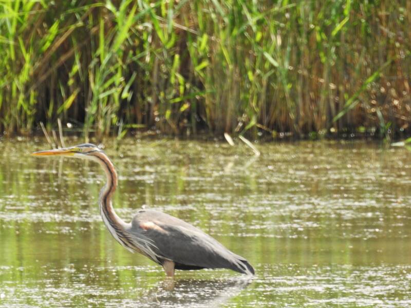 Purperreiger - Hongarije 2026