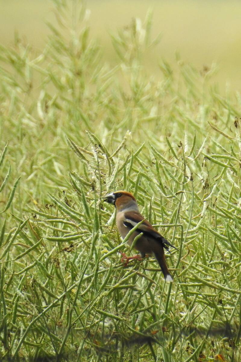 Appelvink - Hongarije 2026