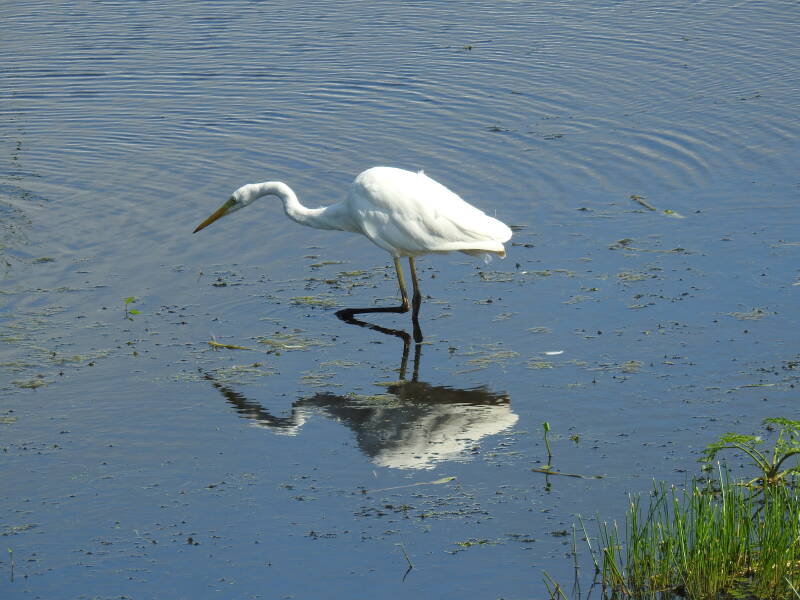 Grote zilverreiger - Fochtelooerveen 2026