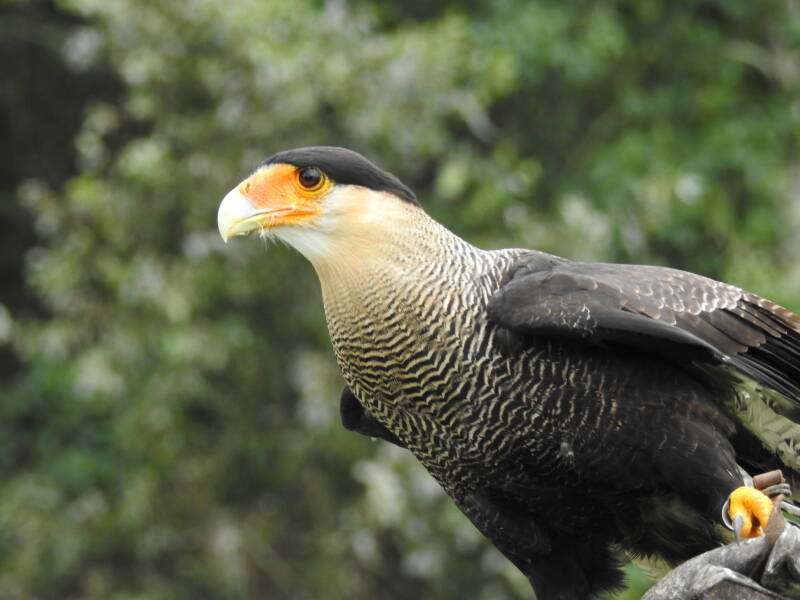 Vogelshow Frederiksoord