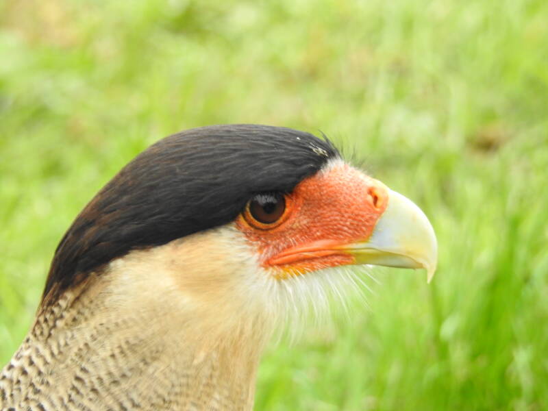 Vogelshow Frederiksoord