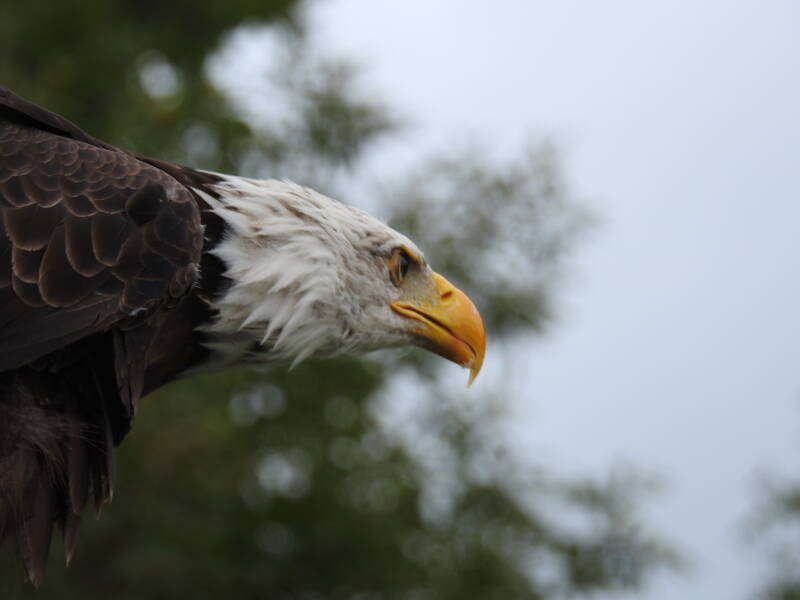 Vogelshow Frederiksoord