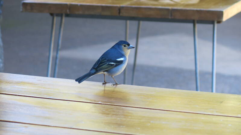 Canarische vink