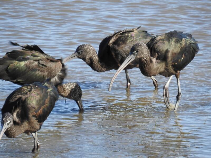 Zwarte ibis - Spanje 2026