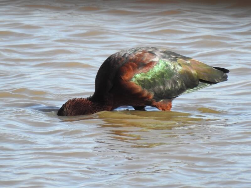 Zwarte ibis - Spanje 2026