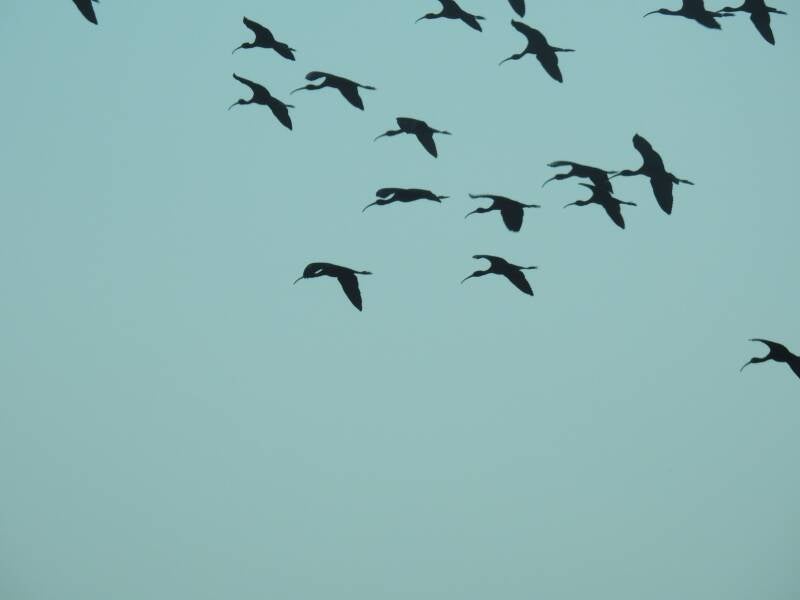 Zwarte ibis - Spanje 2026