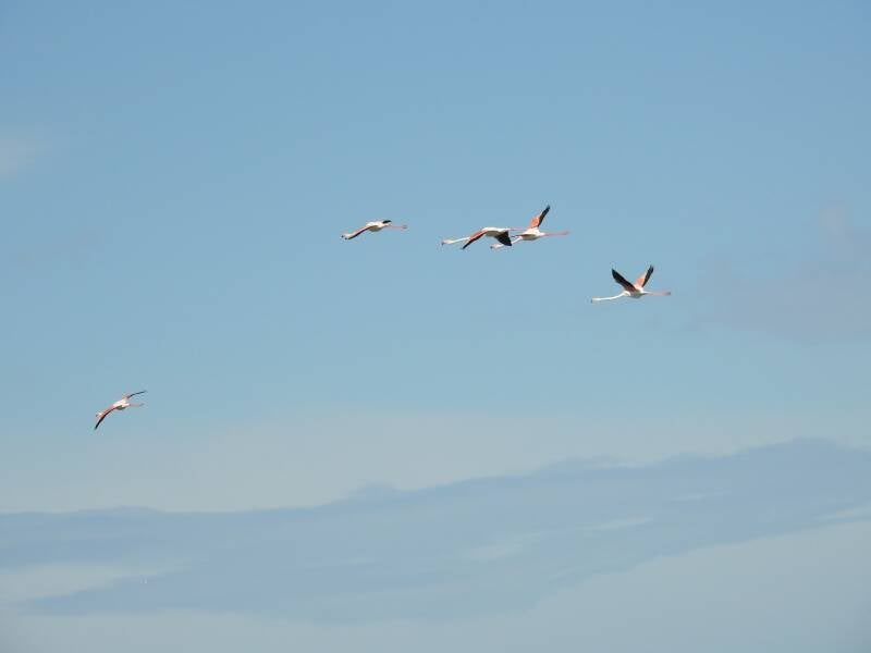 Flamingo's - Spanje 2026