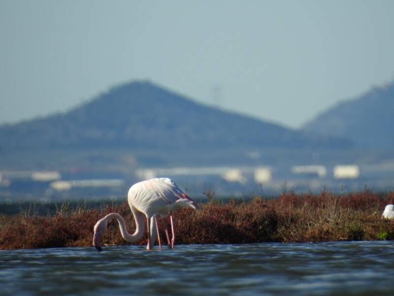 Flamingo - Spanje 2026