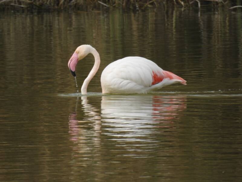 Flamingo - Spanje 2026
