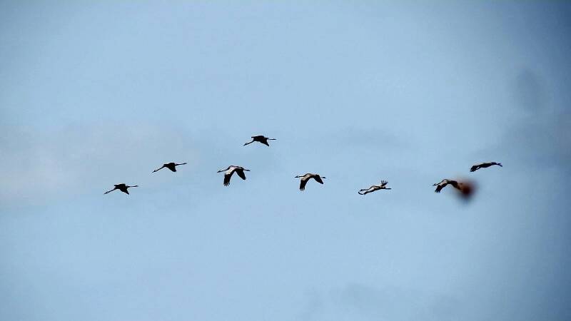 Kraanvogels Fochteloerveen