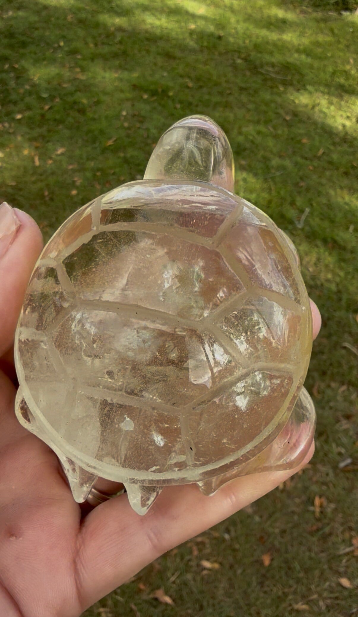 Citrine turtle