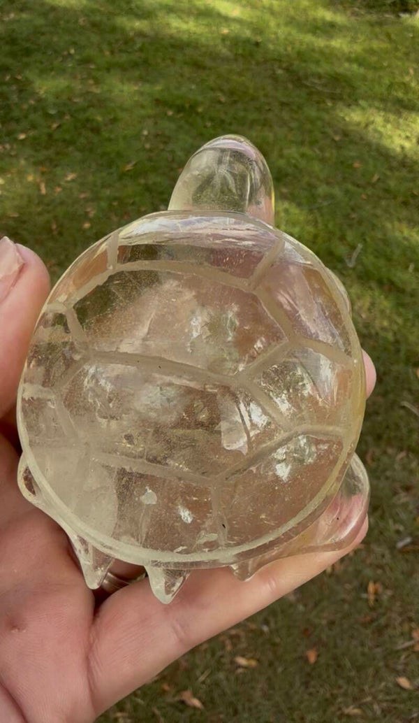 Citrine turtle