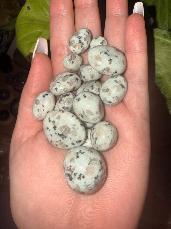 Kiwis jasper tumbles