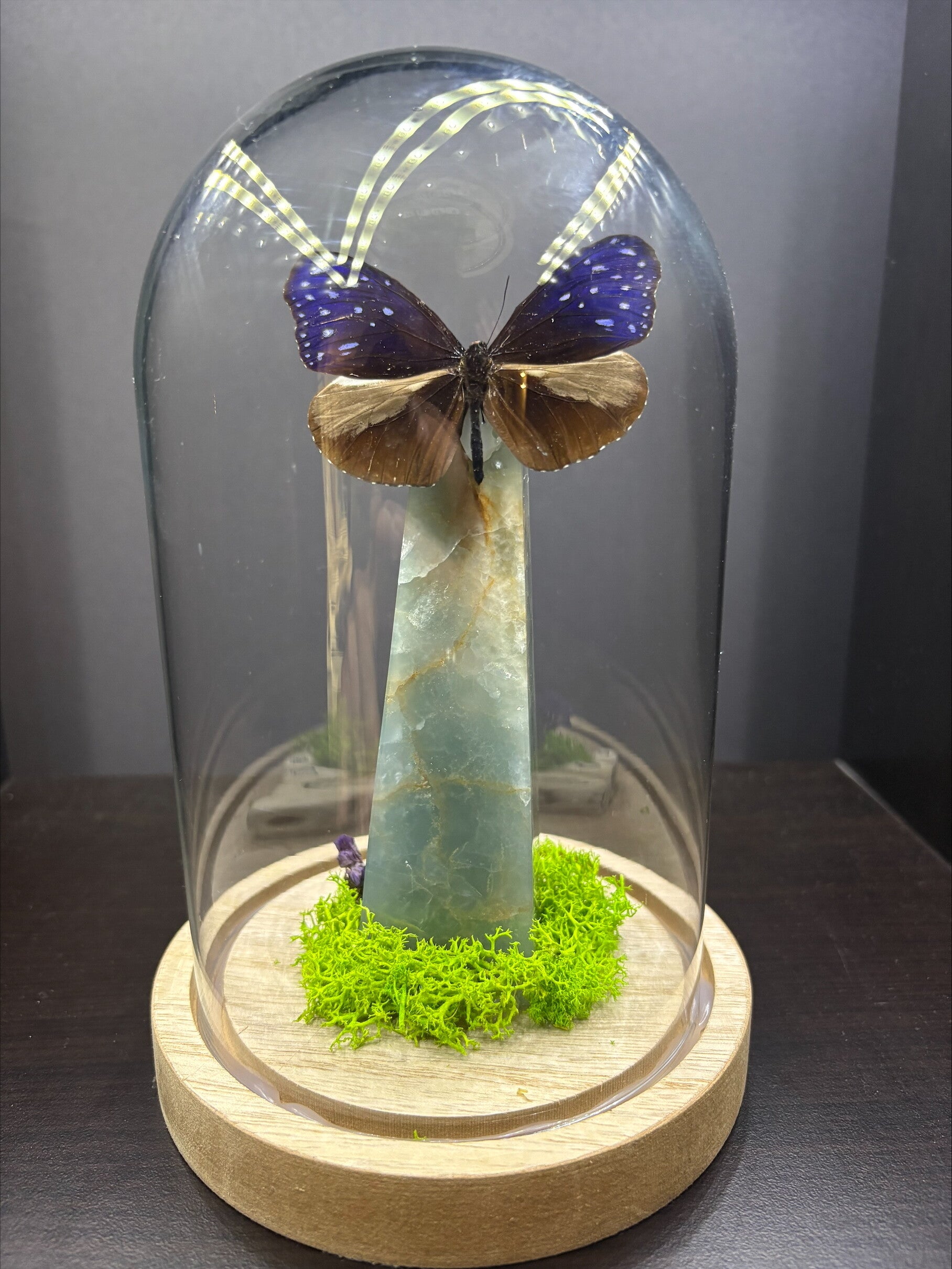 Stolp met Caribbean blue calciet toren en Euploea Mulciber