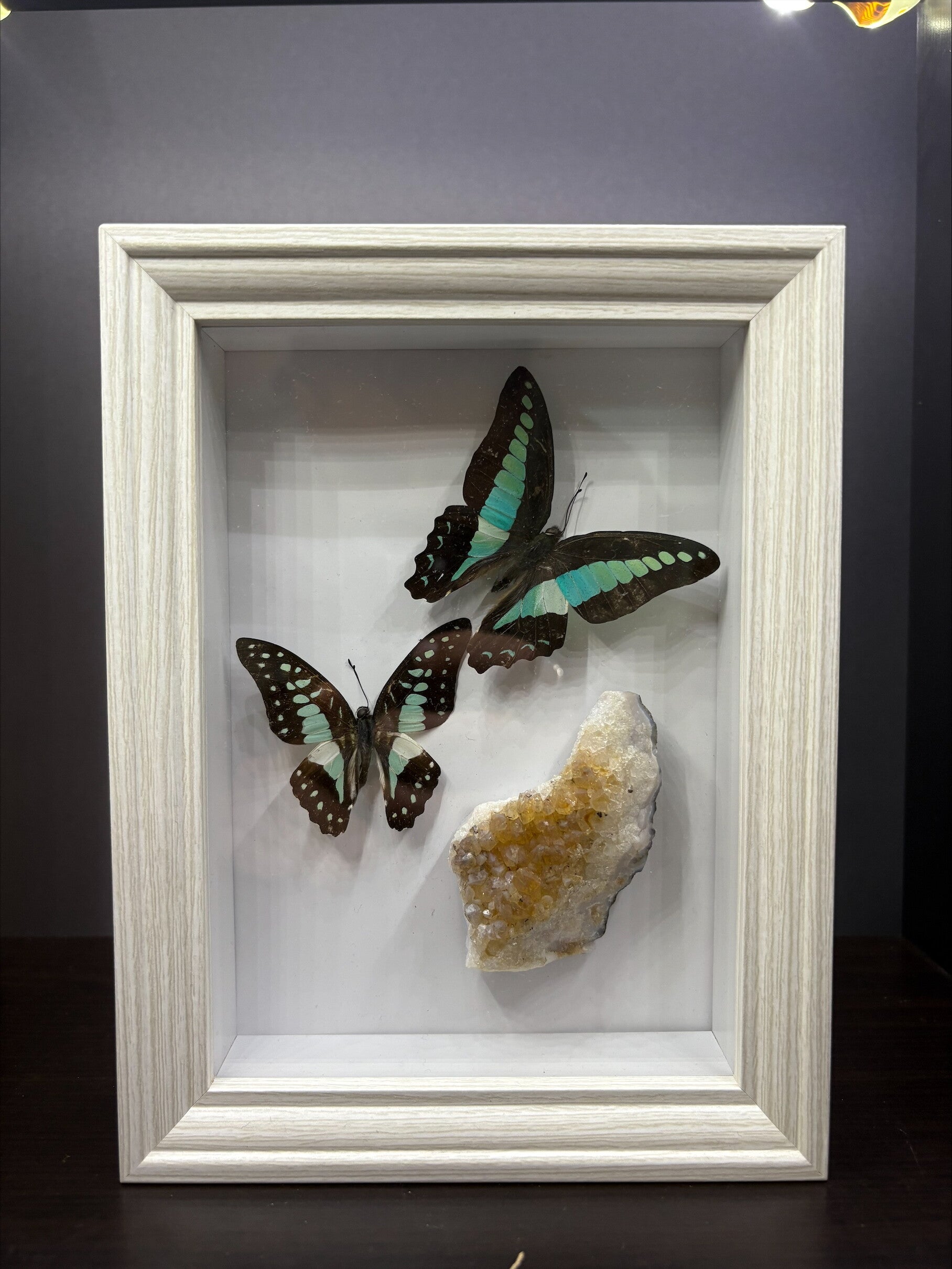 3D lijst wit met gele Calciet en Graphium Sarpedon