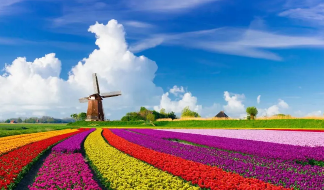 Keukenhof Transfer Incl. Ticket & Tulip Field From Amsterdam Cruise Terminal