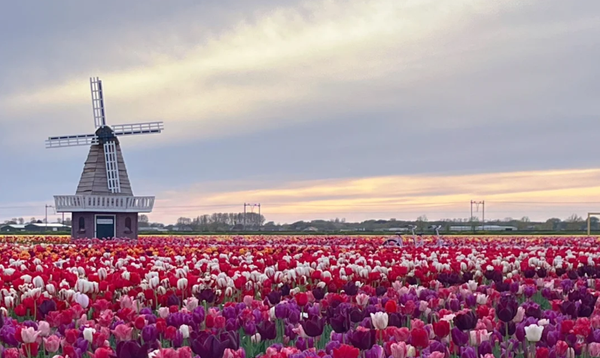 Private Tour to Keukenhof Incl. Hotel Pick Up, Entrance Ticket, Tulip Field & Tulip Experience