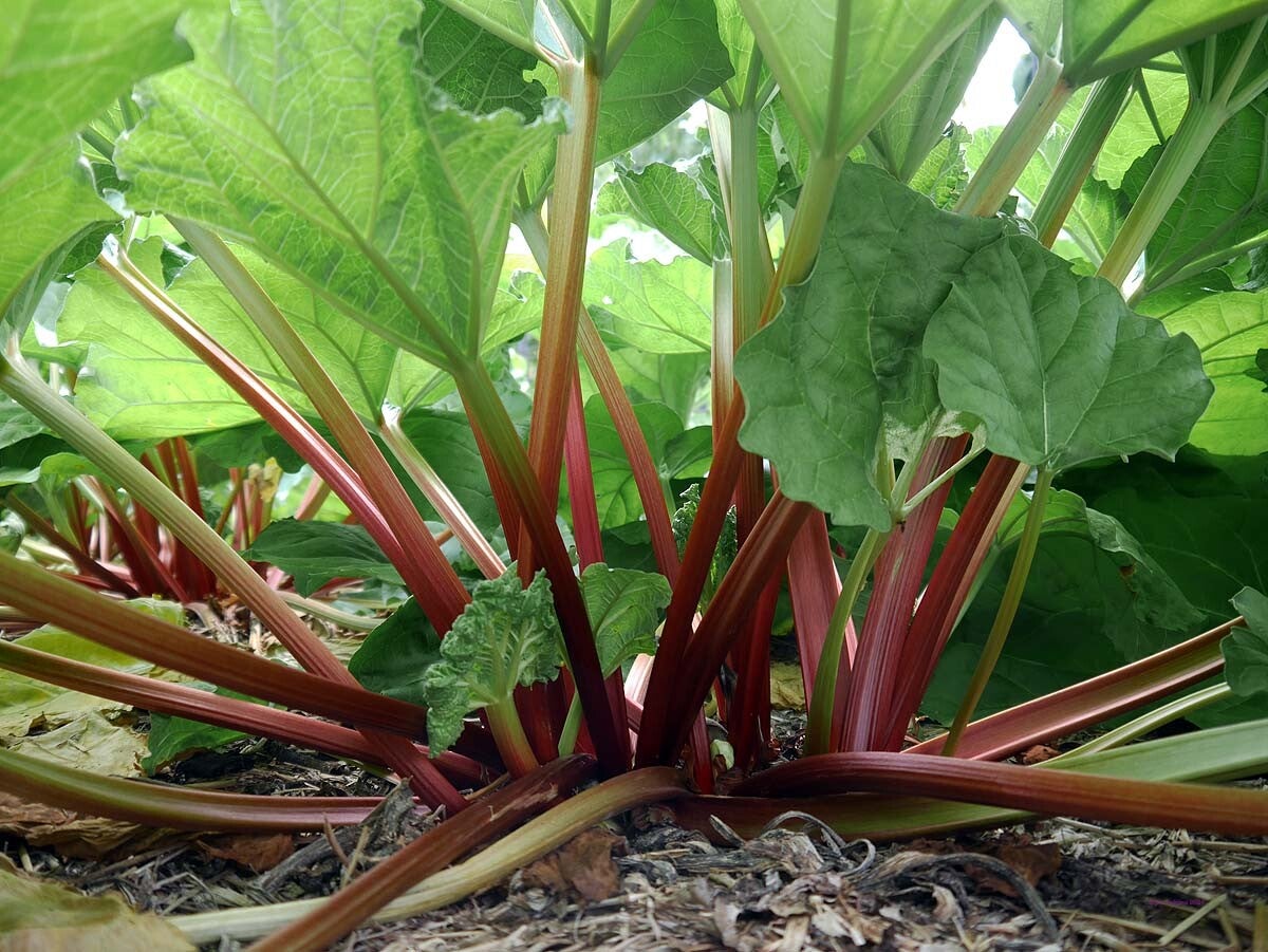 Rabarber