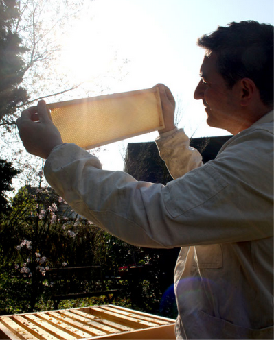 Mario, Hildener Honig