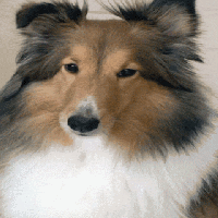 cutedog_tksu4lee.gif