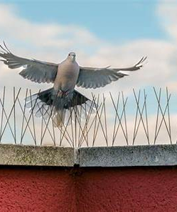 Pigeon s’envolant au-dessus de pics anti-volatiles sur un toit