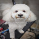 TOTO-08-09-55-15-standard.jpg