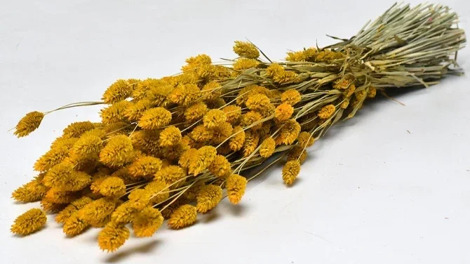 Droogbloemen Phalaris geel