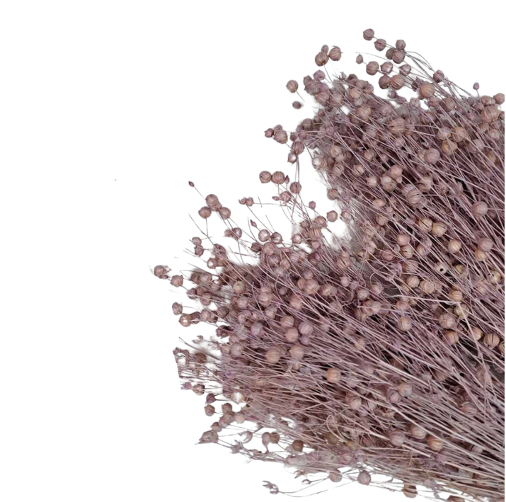 Droogbloemen Linum vlas poederroze