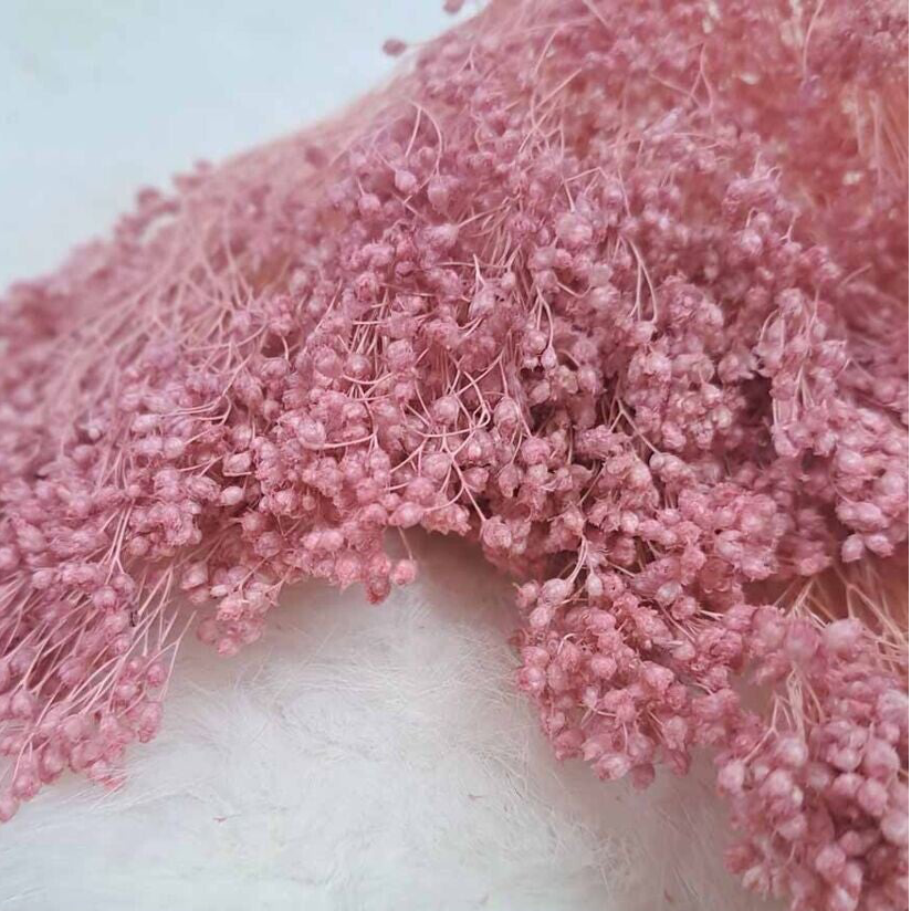 Droogbloemen Broom Bloom Poederroze
