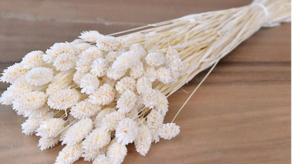 Droogbloemen Phalaris gebleekt