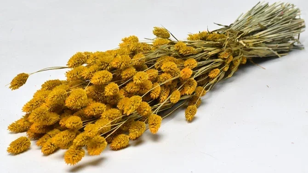 Droogbloemen Phalaris geel