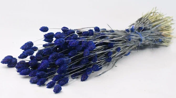 Droogbloemen Phalaris blauw