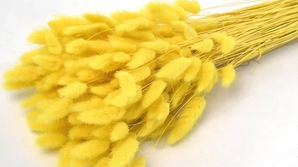 Droogbloemen Lagurus geel