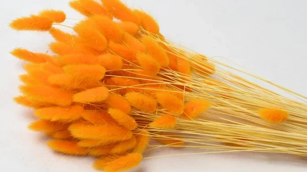 Droogbloemen Lagurus oranje