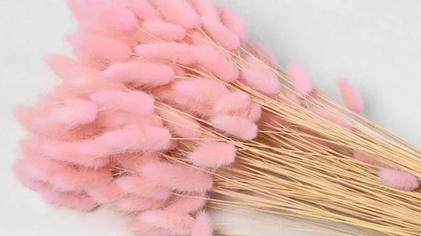 Droogbloemen Lagurus pastelroze