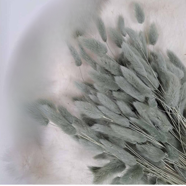 Droogbloemen Lagurus Ice green