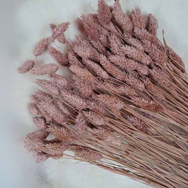 Droogbloemen Phalaris Oudroze