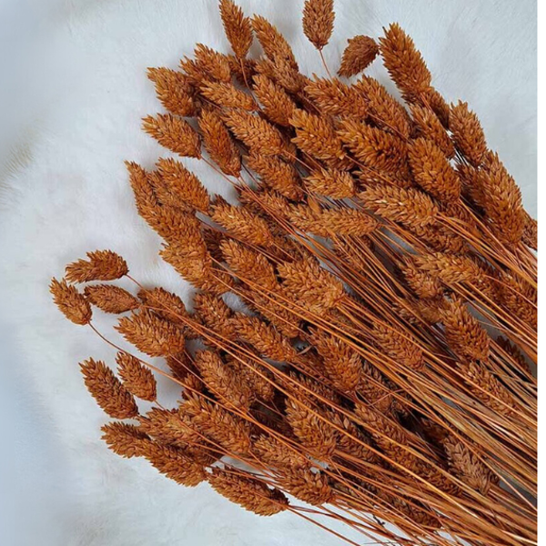 Droogbloemen Phalaris Terracotta