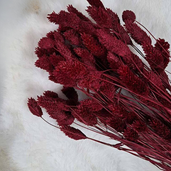 Droogbloemen Phalaris Bordeaux