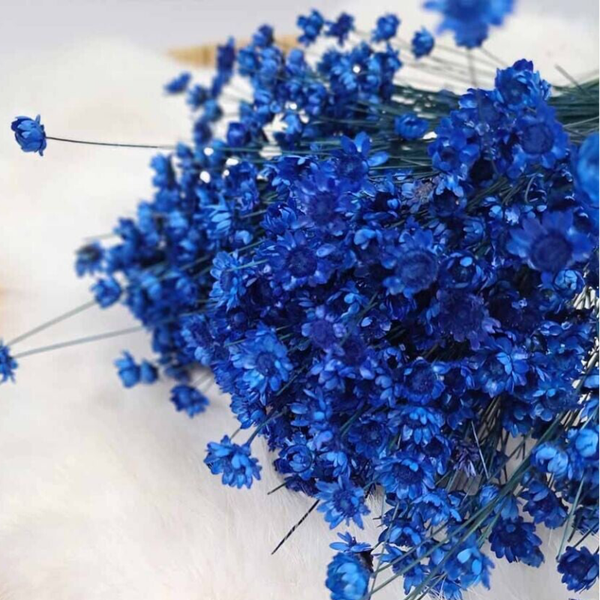 Droogbloemen Glixia Starflower Blauw
