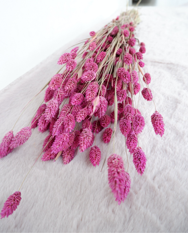 Droogbloemen Phalaris roze