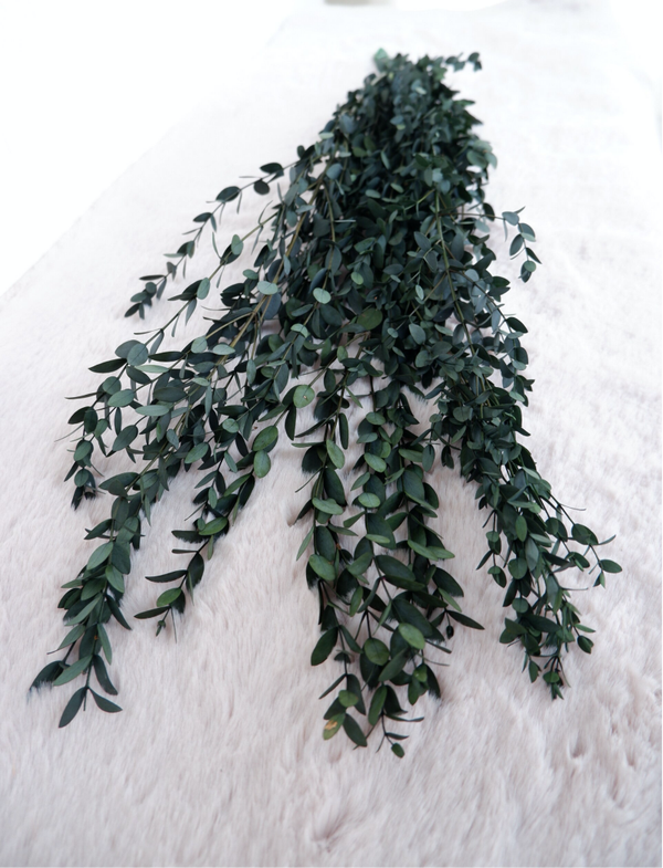 Droogbloemen Eucalyptus