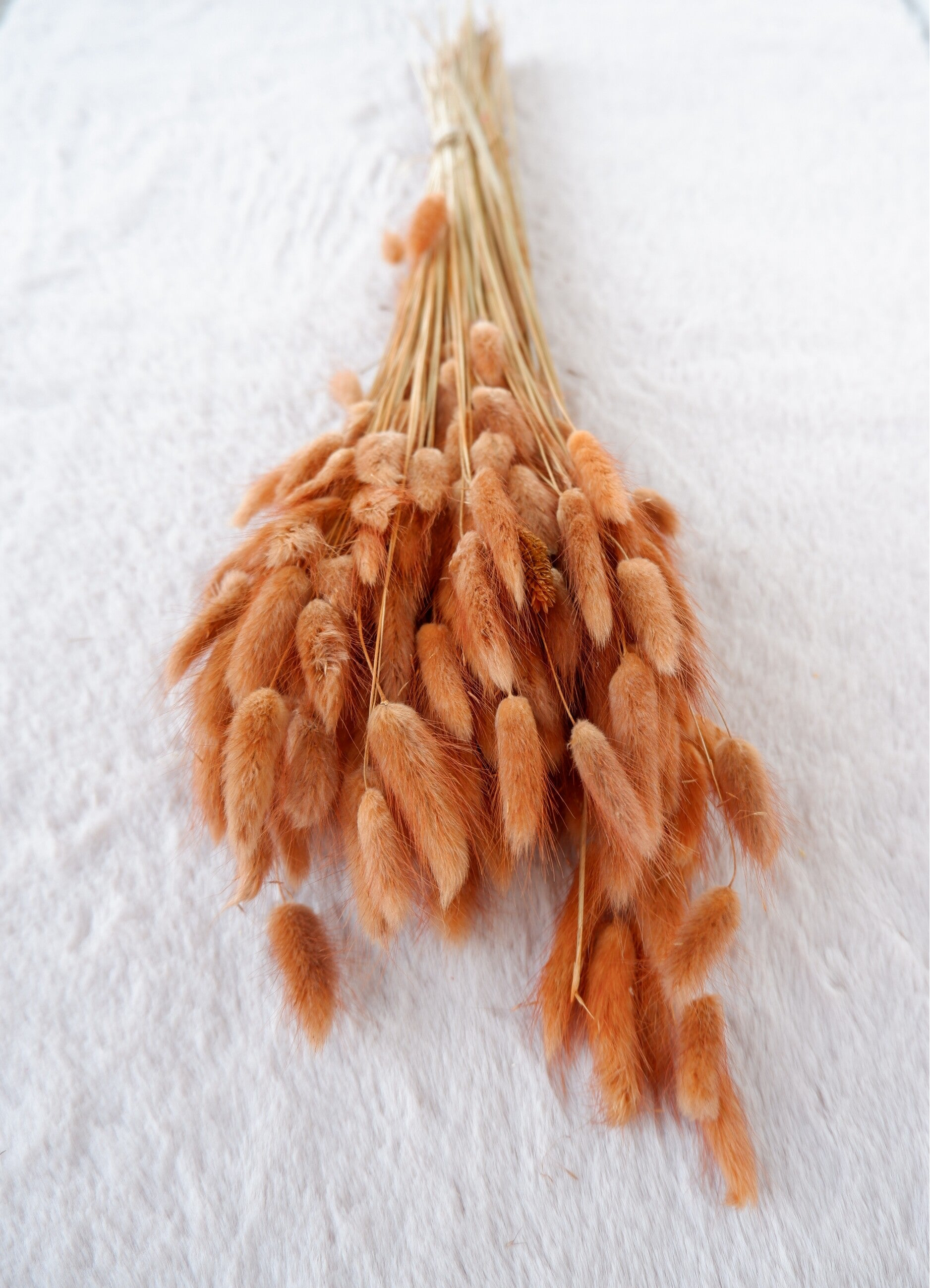 Droogbloemen Lagurus Terracotta