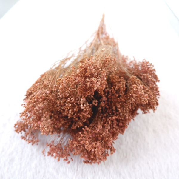 Droogbloemen Broom bloom Oudroze