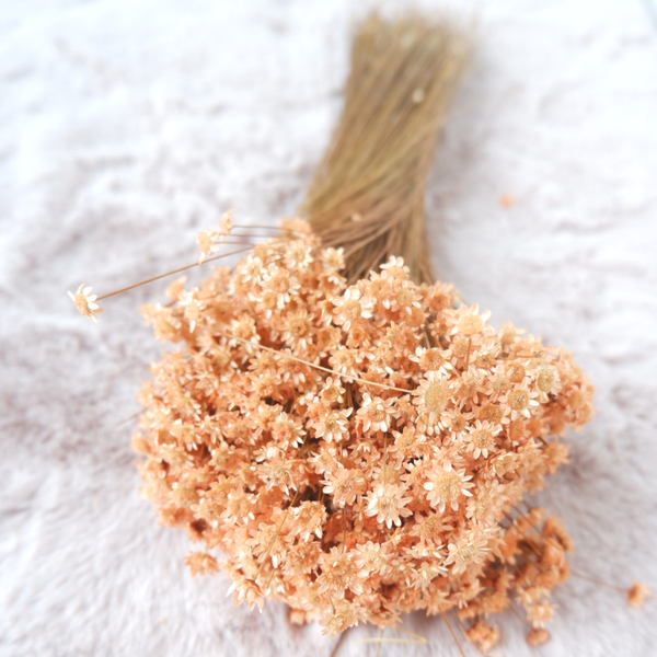 Droogbloemen Glixia Starflower Peach