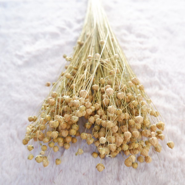 Droogbloemen Linum vlas naturel