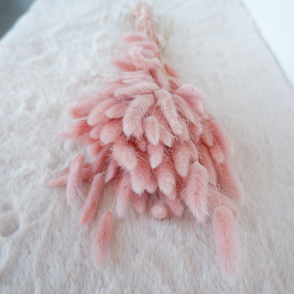 Droogbloemen Lagurus Poederroze