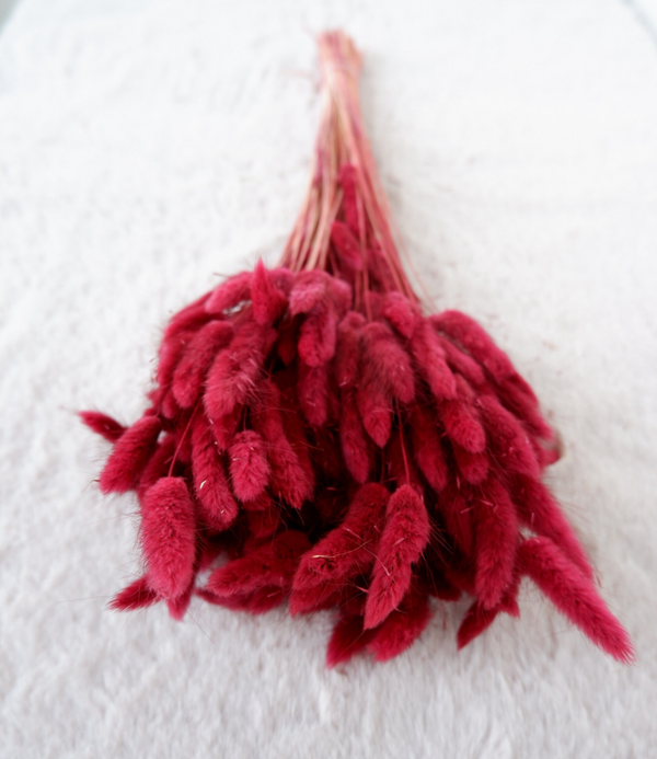 Droogbloemen Lagurus bordeaux