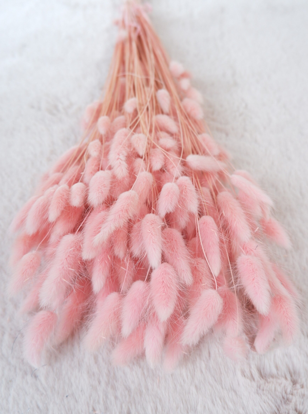 Droogbloemen Lagurus babyroze