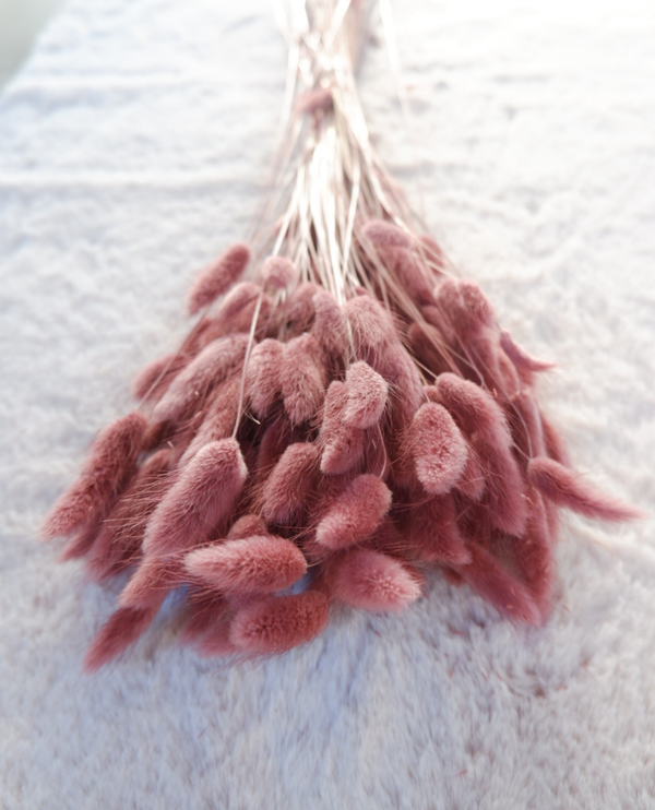 Droogbloemen Lagurus misty prune